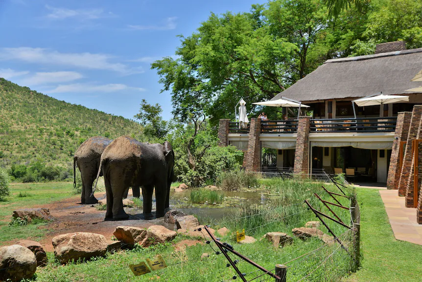 South Africa — Pilanesberg